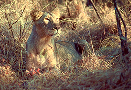 Indien Gir Forest